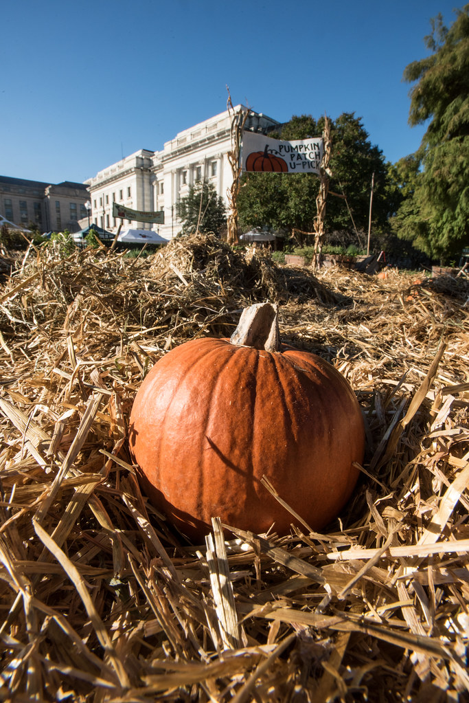 A pumpkin at a small farm stand with a hand-painted sign